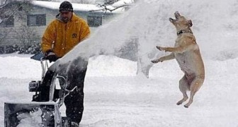 Cats and dogs having fun in the snow