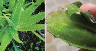 Aloe Vera: upptäck vad du kan göra med denna otroligt växt