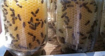 Il fixe des bocaux sur la ruche: voici la manière la plus simple pour recueillir du miel frais
