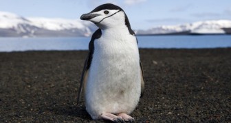 1911 studierte er Pinguine. Was er entdeckte war so unglaublich dass er es für mehr als ein Jahrhundert geheim hielt