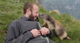 La marmotta vince la timidezza e regala all'alpinista un momento indimenticabile