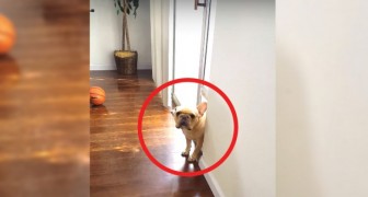 A cute but guilty French Bulldog!
