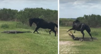  A horse lets an alligator know who is the boss!