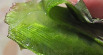 Aloe Vera ist eine Superpflanze: Entdeckt 5 Anwendungsmöglichkeiten, die ihr noch nicht kanntet