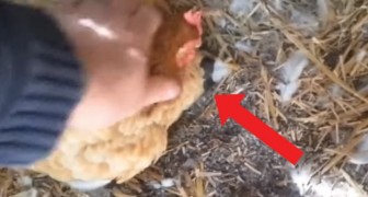 Een man gaat eieren rapen en ontdekt een kip met een bijzondere kuiken!