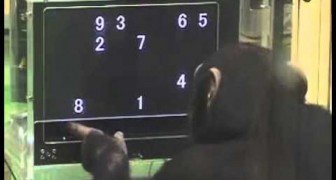 Ein Affe mit Supergedächtnis
