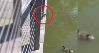 Mamma anatra si lancia in acqua: i suoi piccoli devono trovare il coraggio di seguirla