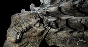 Bergmänner finden durch Zufall eines der beeindruckendsten Fossilien eines Dinosauriers