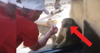 De man laat de baviaan een goocheltruc zien: het dier lijkt eerst onverschillig, maar dan reageert hij op verbazingwekkende wijze!
