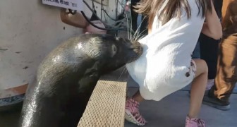 A little girl is suddenly dragged into the water by a sea lion!