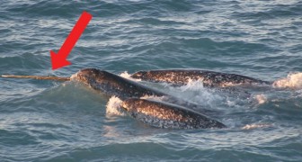 The function of the Narwhal whale tusk revealed by a drone!