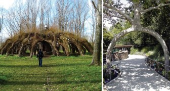7 spettacolari opere di architettura create con alberi viventi