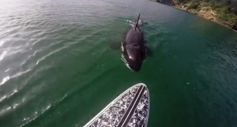 La orca recorre la tabla: entre miedo y asombro la experiencia es INOLVIDABLE