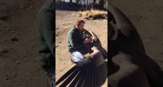 Een condor daalt neer om de man die zijn leven redde te bedanken
