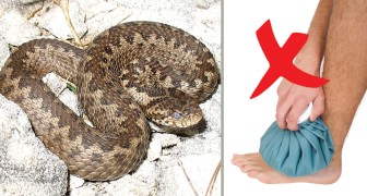 6 cose da non fare mai quando si viene morsi da un serpente