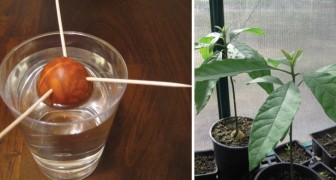 Como plantar uma muda de abacateiro em casa a partir da semente da fruta