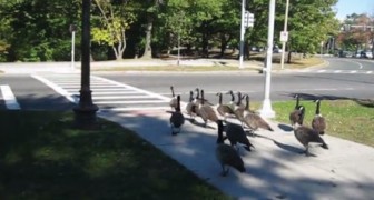 Hey! Even GEESE know where and when to cross the street ...