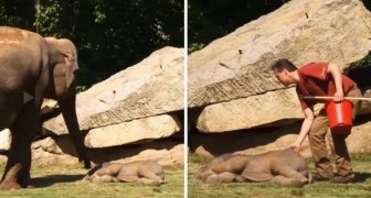 Die Elefantenmutter versucht ihr Kleines zu wecken, ohne Erfolg, aber zum Glück kommt ein Mann zur Hilfe