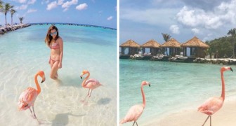 Diepblauwe zee en een toefje roze: ontdek het strand waar je kunt zwemmen met flamingo's
