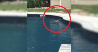 Ze treffen een dier aan in hun zwembad: als ze zich realiseren dat het geen hond is, besluiten ze het tafereel te filmen!