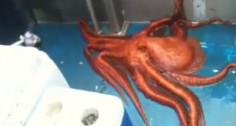 An Octopus makes its GREAT ESCAPE!