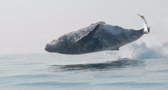 Een bultrugwalvis van 40 ton springt VOLLEDIG uit het water.  Wat een spektakel!