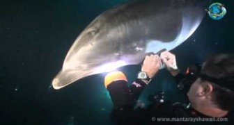 Ein Delfin ruft einen Taucher zur Hilfe