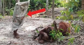 Il modo in cui questo piccolo orangotango cerca di attirare l'attenzione degli amici è esilarante