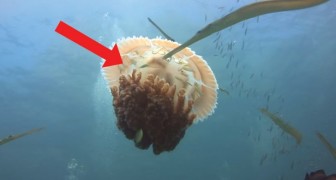 I predatori sono in agguato, ma il modo in cui questa medusa protegge i pesci ha lasciato tutti senza parole
