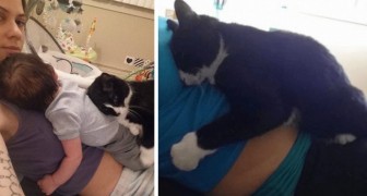 Questo gatto ha iniziato a proteggere e abbracciare il suo umano... ancora prima che nascesse!