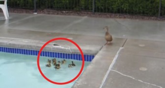 An ingenious swimming pool duckling save! 