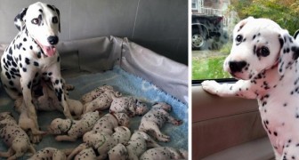 Una dalmata ha partorito il numero record di 18 cuccioli: ma l'ultimo è davvero speciale