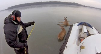 The rescue of two deers on a frozen lake 