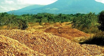 Eine Saftfabrik lädt Tonnen von Orangenschalen in einer Einöde ab, wodurch ein echter Wald entsteht