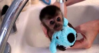 Baby monkey gets a bath