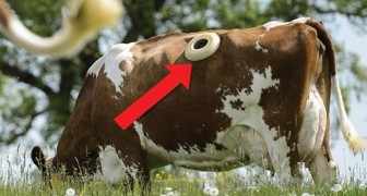 Fistulization --- a controversial procedure that is practiced on cows ...