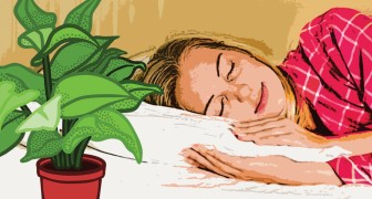 9 piante che dovresti tenere in casa per dormire bene ogni notte