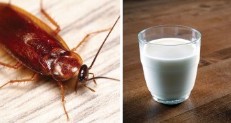 Un tipo di scarafaggi è in grado di produrre latte: gli scienziati pensano che sarà il cibo del futuro