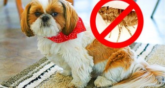Il vostro cane ha le pulci? Ecco 4 rimedi naturali per eliminarle