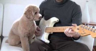 Ein Hund und Gitarrist