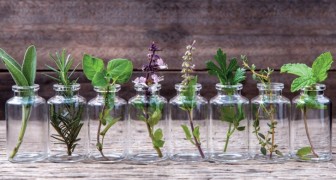 Hier sind 10 Kräuter, die du in Wasser wachsen lassen kannst und ein Jahr frisch bleiben