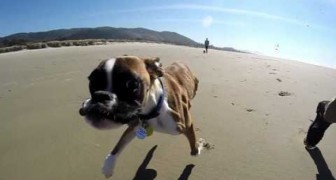 Ducan, the boxer with two legs 