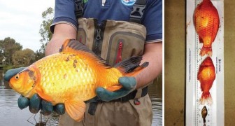 Ecco perché liberare un pesce rosso nell'ambiente può essere molto pericoloso