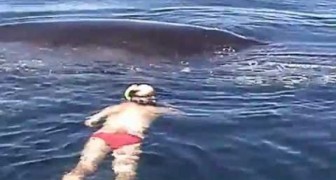 Whale showing appreciation to its rescuers
