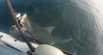Hai überrascht Fischer auf dem Kanu