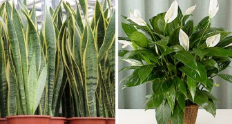 7 Pflanzen, die die Luftqualität im Haus verbessern