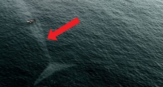 15 foto's van zee monsters waar je zo bang van wordt dat je het water niet meer in durft