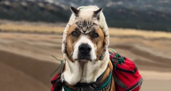 Deze hond en kat reizen graag samen en hun foto's zijn echt episch