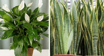 7 inomhus växter att ha hemma för att förbättra luftkvaliteten