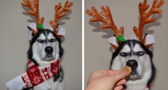 They attempt to create a Christmas photo shoot with their dog but its expression says it all ...
